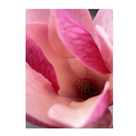 Trademark Fine Art Kathy Yates 'Tulip Magnolia Blossom' Canvas Art, 35x47 KY0029-C3547GG